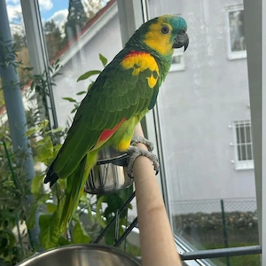 Amazonenpapagei (männlich, 4 Jahre alt,Menschenbezogener ) sucht ein liebevolles Zuhause