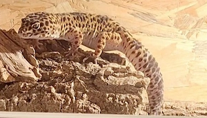 Leoparden gekos zu verkaufen 