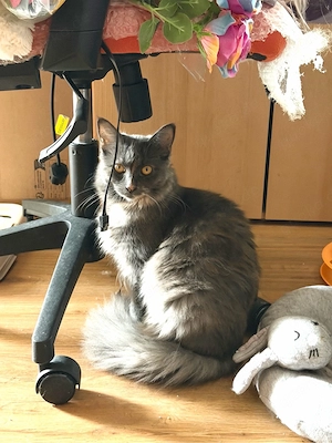 nur noch diese Maine Coon Torti Mädchen