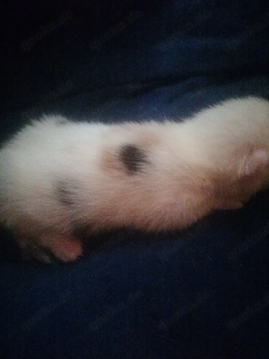 Kleine Glückskatze sucht ein neues Kuschelkörbchen 