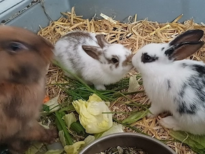 kaninchen bock weiß braun