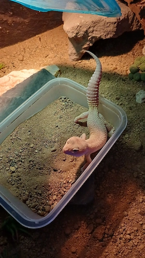 diablo blanco Leopardgecko