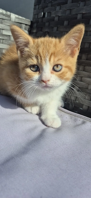 7 BKH Kitten in seltenen Farben - Lilac, Cinnamon, Chocolate - ab 12 Wochen