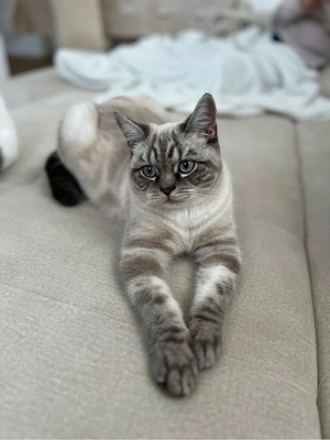 bkh Kater oscar