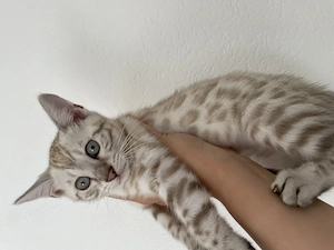 Süße Bengal Kitten Snow Mink, Silver und Brown Spottet Tabby, Abgabebereit