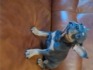 Französische Bulldogge blue tricolor