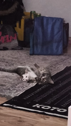 2 Katzen Kinder   Kitten suchen ein neues Zuhause 