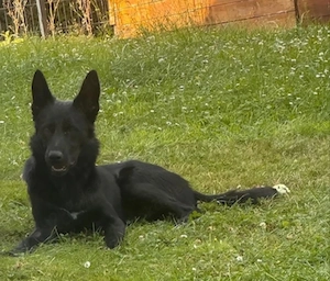BESUCHBAR IN D superlieber Schäferhund Collie Rüde 14Mon 25kg 50cm    Bild 8