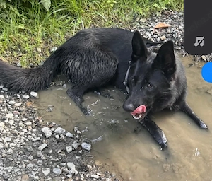 BESUCHBAR IN D superlieber Schäferhund Collie Rüde 14Mon 25kg 50cm   