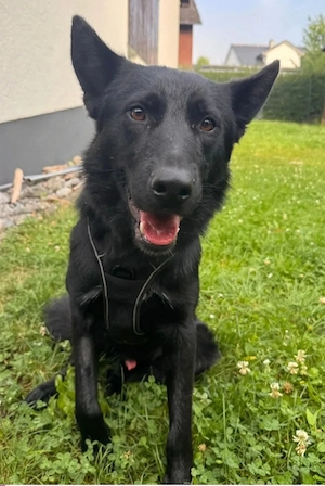 BESUCHBAR IN D superlieber Schäferhund Collie Rüde 14Mon 25kg 50cm    Bild 10