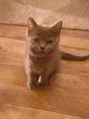 Süße BKH Katzen 
