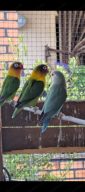 Unzertrennliche tolle Bande 