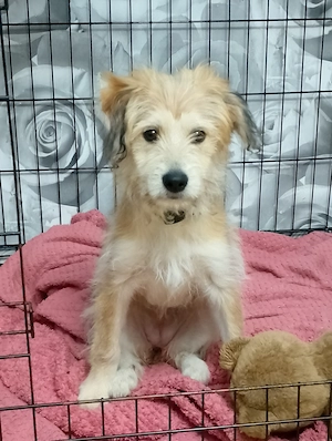 Terrier Mischling 