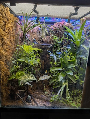 Terrarium mit Dendrobaten mit Herkunftsnachweis