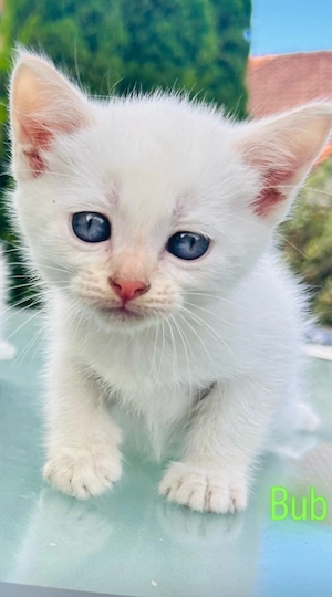 Niedliche BKH-Siam Kitten suchen ein liebevolles Zuhause! 
