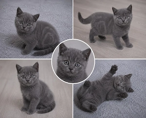 bkh kitten reinrassige blau Schnee Point 