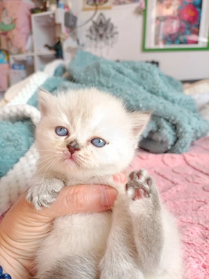 bkh kitten reinrassige blau Schnee Point  Bild 8