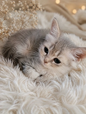 bkh kitten reinrassige blau Schnee Point  Bild 7