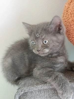 bkh kitten reinrassige blau Schnee Point  Bild 9