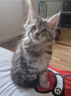 3 reinrassige Main Coon kitten 