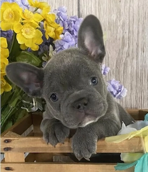 Unsere drei wunderschönen Französischen Bulldoggen-Welpen, geboren am 27.06.2026, suchen ein liebevo