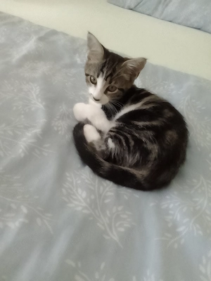 Maine Coon Mix Mädchen 