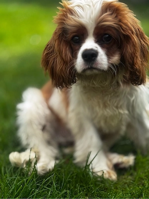 cavaler king Charles Spaniel welpen Such neues Haus