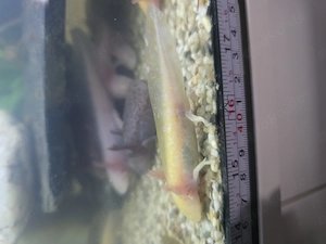 Junge Axolotl 10-12 cm