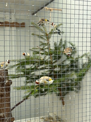 vogelwoliere