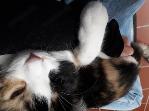 Kitten braucht dringend neues Zuhause