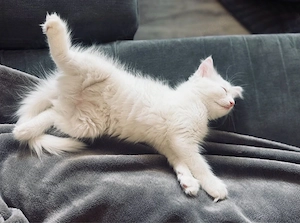 Türkisch Angora Mix kitten 