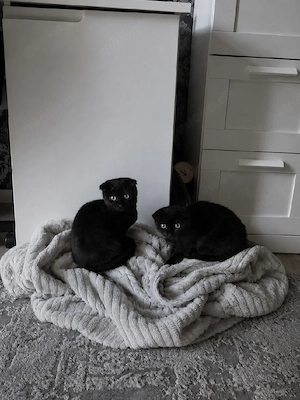 Schottische Faltohrkatze Mischling