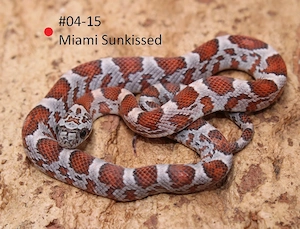 Miami Sunkissed Kornnatter NZ 2026 