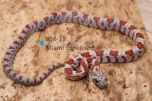 Miami Sunkissed Kornnatter NZ 2026 