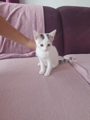 Babykatzen ab sofort abzugeben!
