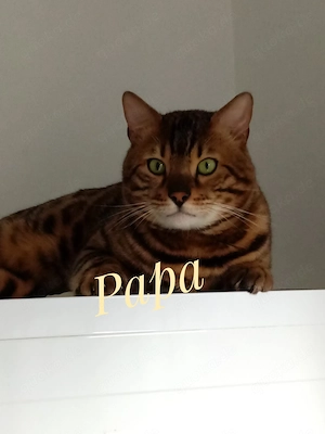 Wunderschöner Bengal Junge sucht ein neues Zuhause. Abgabebereit.