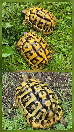 Griechische Landschildkröten Weibchen THB NZ 2017 + 2009