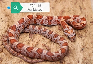 (Miami) Sunkissed Kornnatter NZ 2026