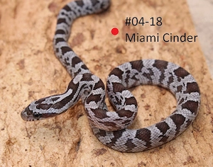 Miami Cinder Kornnatter NZ 2026