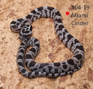 Miami Cinder Kornnatter NZ 2026