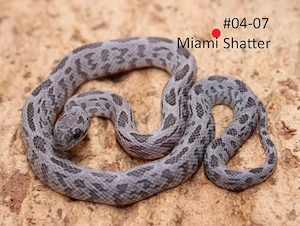 Miami Shatter Kornnatter NZ 2026