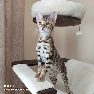 Wunderschöner Bengal Junge sucht ein neues Zuhause. Abgabebereit.