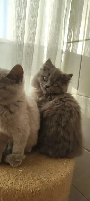    4 zauberhafte Katzenkinder suchen ihr Für-immer-Zuhause     