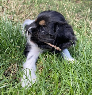 Zuckersüße Cavalier Welpen 