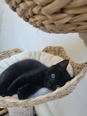Kitten Kater Bkh