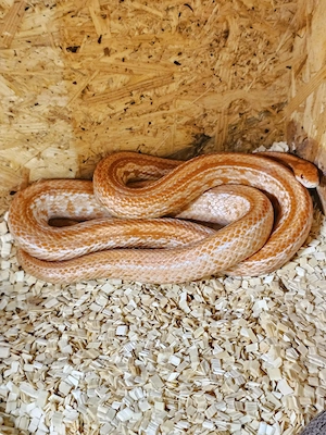 Adulte Kornnattern Mandarin Tesera NZ21,Ghost Motley 21