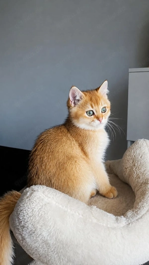 BKH Reinrassige Kitten Golden Chinchilla  Bild 2