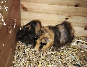 Vater u.Sohn Meerschweinchen
