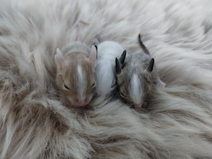 Super niedliche Degu Kids:viel Schecken,Agouti,Sand,Schoko,Creme suchen ihren Lieblingsmenschen!