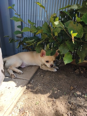 Wunderschöne Chihuahua Welpen Rüden KH
